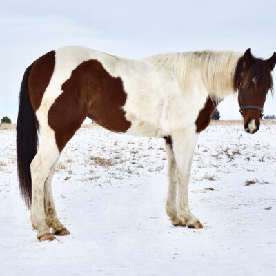 Pepto San Badger Moon